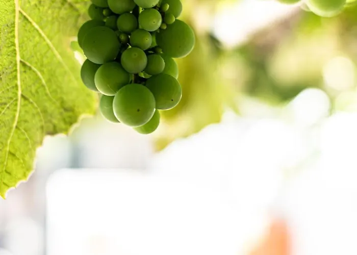 Porta 29 * Vila Franca do Campo